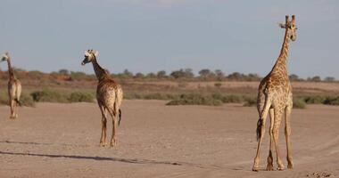 von ein Giraffe Gehen durch das namibian Savanne während das Tag video