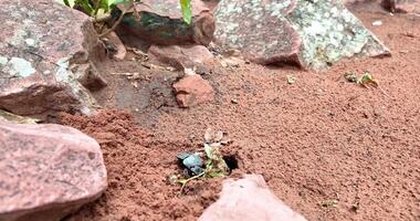 close-up of a dung beetle stowing dung in its burrow video