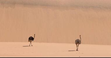 di Due in esecuzione struzzo su un' sabbia duna nel namib deserto durante il giorno video