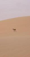 of two springboks with horns in on a sand dune in Namib desert in Namibia video