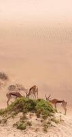 of a group of springboks with horns in on a sand dune in Namib desert in Namibia video