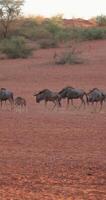 de un corriendo manada de búfalo durante el día en etosha nacional parque en Namibia video