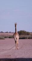 of a giraffe walking through the Namibian savannah during the day video