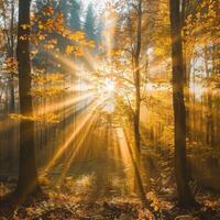 Sun Shining Through Trees in Forest photo