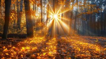 luz de sol filtración mediante arboles en bosque foto