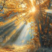 Sunlight Filtering Through Trees in Forest photo