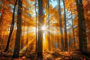 Sun Shining Through Trees in Forest photo