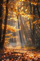 Dense Forest With Leafy Trees photo