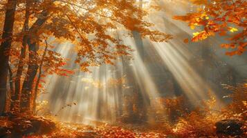 Sunlight Filtering Through Trees photo