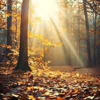 Sun Shines Through Trees in Woods photo