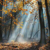 Thick woods with greenery photo