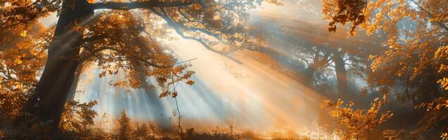 Sunlight Filtering Through Trees in Forest photo