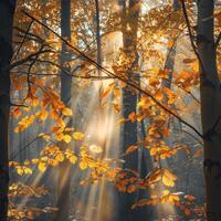 Dense Forest Abundant With Leafy Trees photo