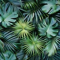 Close Up of Lush Green Tropical Leaves photo