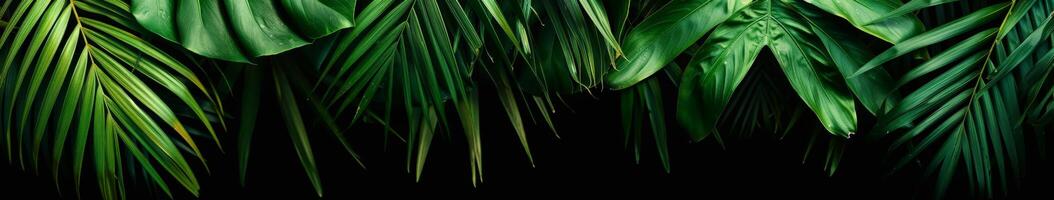 Group of Green Leaves on Black Background photo