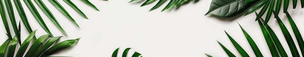 Lush Green Leaves on White Background photo