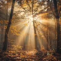 Dense Forest Filled With Lush Trees photo