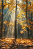 Dense Forest With Leafy Trees photo