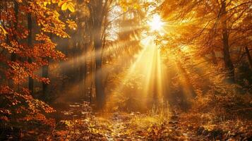 Sun Illuminates Trees in Wooded Area photo