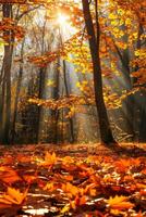 Dense Forest With Leafy Trees photo