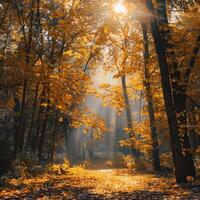 luz de sol filtración mediante arboles en bosque foto