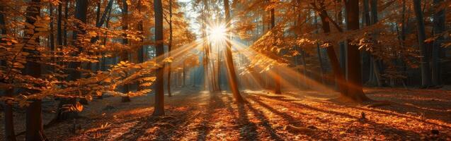 Sun Shining Through Trees in Forest photo