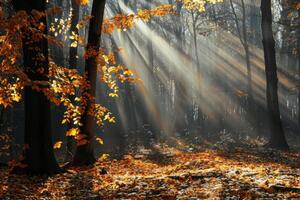 Dense Forest Filled With Lush Leafy Trees photo