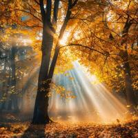 Lush Forest Filled With Trees and Leaves photo