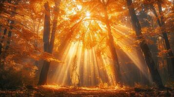 Sunbeams Filtering Through Tree Canopy photo