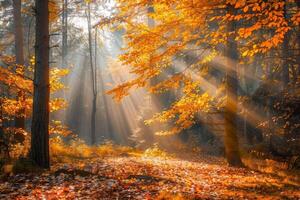 Lush Forest With Abundant Leafy Trees photo