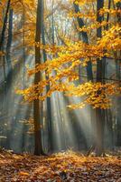 Dense Forest Filled With Leafy Trees photo