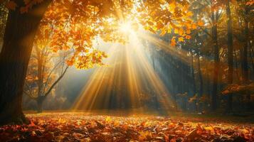 Sun Shining Through Tree Canopy photo