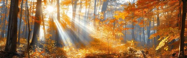 Lush Forest Thick With Leafy Trees photo