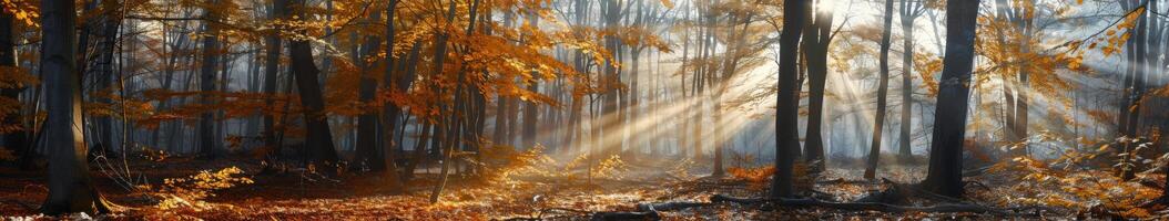 Sunbeam Illuminating Forest Scene photo