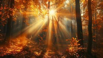 Sunlit Forest Filled With Trees photo