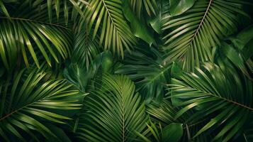 Close Up of Green Leafy Plant photo