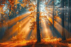 Sunlit Forest Filled With Trees photo