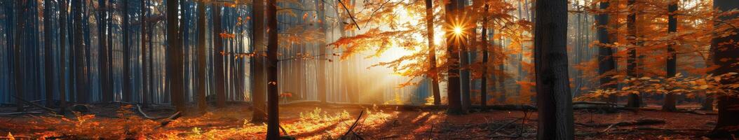 Sun Shining Through Trees in Forest photo