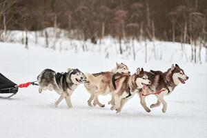 corriendo perro husky en carreras de perros de trineo foto