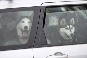 perro de trineo husky en coche, mascota de viaje foto