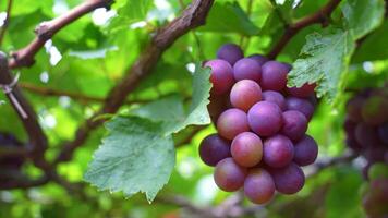 röd och grön vingård i de tidigt solsken med knubbig vindruvor UPPTAGITS lastad väntar röd vin näringsmässiga dryck i ninh thuan provins, vietnam video