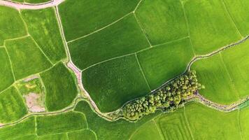 The many green rice fields separated by peasant paths, in summer and a sunny day video