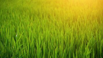 The many green rice fields separated by peasant paths, in summer and a sunny day video