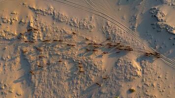 aérien vue de pâturage vaches dans nam cuong le sable dunes, neuf thuan province, vietnam video