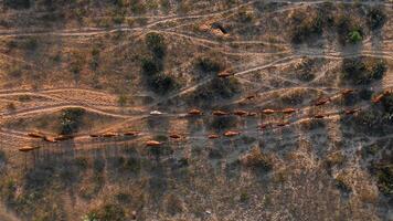 aerial view of grazing cows in Nam Cuong sand dunes, Ninh Thuan province, Vietnam video