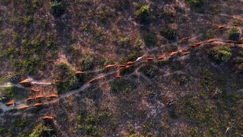 Antenne Aussicht von Weiden lassen Kühe im nam kuong Sand Dünen, neunh Thuan Provinz, Vietnam video
