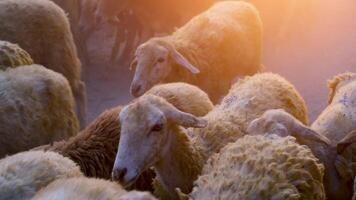 kudde van schapen Aan woestijn in ninh donderdag provincie, Vietnam video