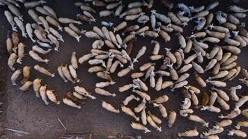 Herde von Schaf auf Wüste im neunh Thuan Provinz, Vietnam video