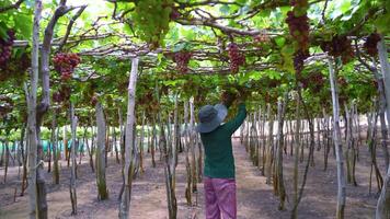 agricultor corte vermelho uvas dentro Vinhedo dentro a cedo manhã, com roliço uvas colhido carregado esperando vermelho vinho nutricional beber dentro ninh thuan província, Vietnã video