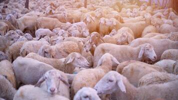 Herd of sheep on desert in Ninh Thuan province, Vietnam video